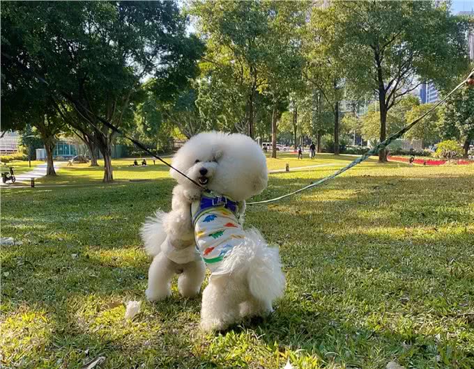 悄悄告诉你!其实养比熊犬，不能少了这几件事!