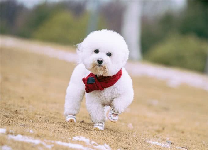 悄悄告诉你!其实养比熊犬，不能少了这几件事!
