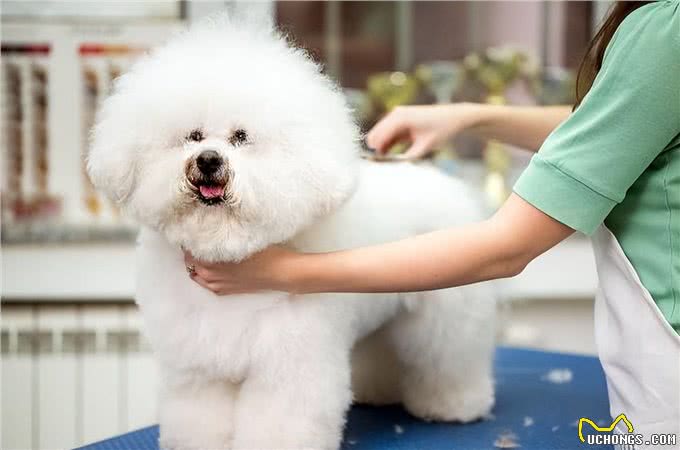悄悄告诉你!其实养比熊犬，不能少了这几件事!