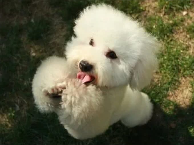 悄悄告诉你!其实养比熊犬，不能少了这几件事!