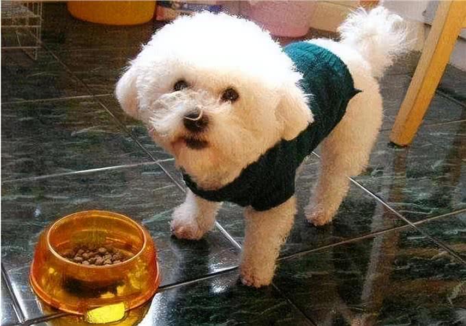 悄悄告诉你!其实养比熊犬，不能少了这几件事!