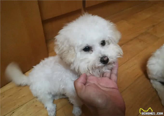 悄悄告诉你!其实养比熊犬，不能少了这几件事!