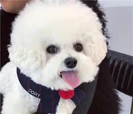悄悄告诉你!其实养比熊犬，不能少了这几件事!