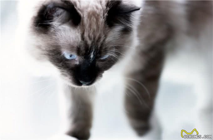伯曼猫的各品种颜色
