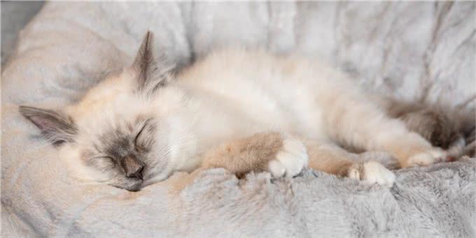 伯曼猫的各品种颜色