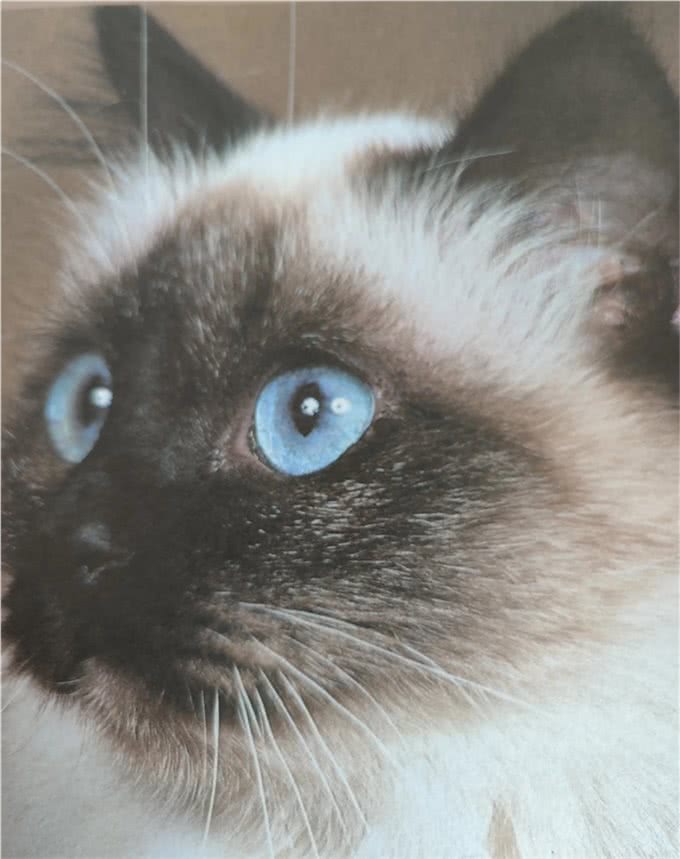 伯曼猫的各品种颜色