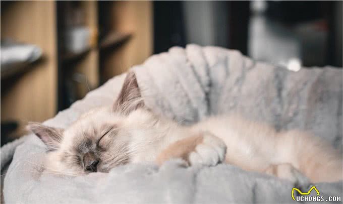 伯曼猫的各品种颜色