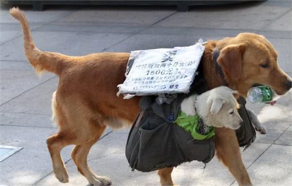 黄金猎犬背着小狗狗四处走看起来，真相却让人超生气!