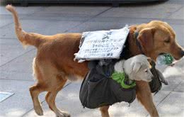 黄金猎犬背着小狗狗四处走看起来，真相却让人超生气!