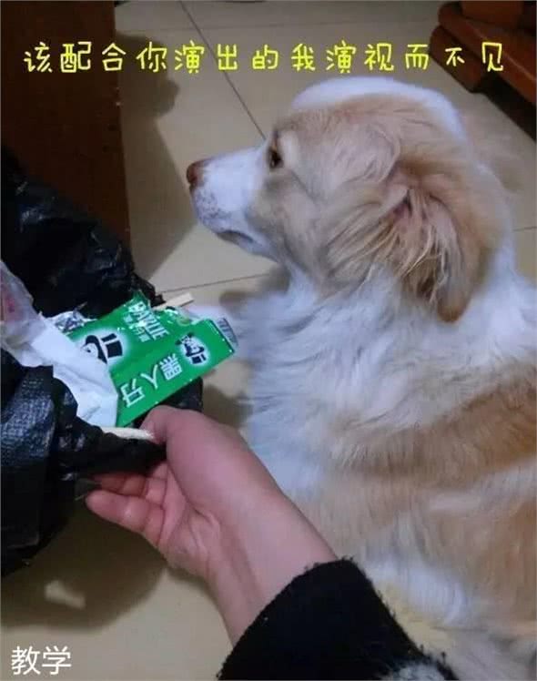 狗狗为什么会莫名其妙地乱叫?