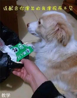 狗狗为什么会莫名其妙地乱叫?