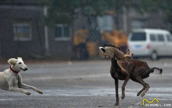 真正的中华神犬细狗!