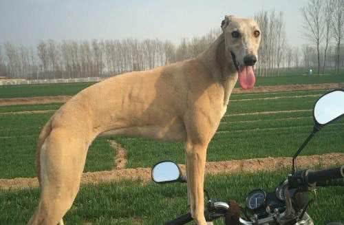 真正的中华神犬细狗!
