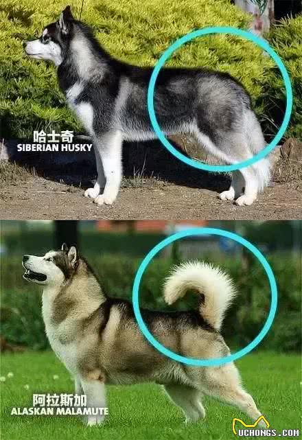 哈士奇跟阿拉斯加到底啥区别?10招让您一眼看出来!