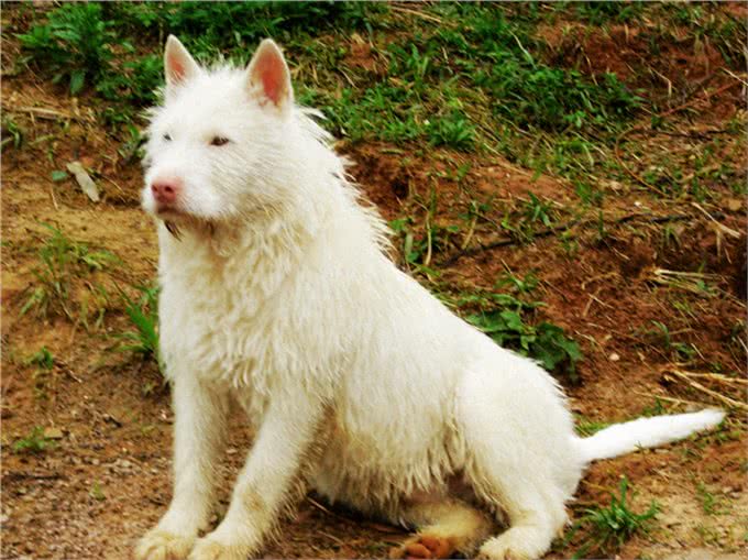 说说世界名犬—下司犬