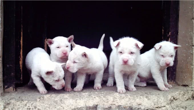 说说世界名犬—下司犬