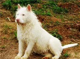 说说世界名犬—下司犬