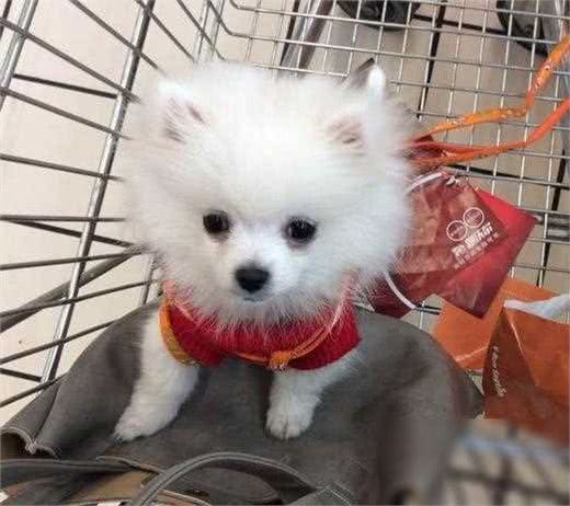 3000块买了只博美，大家觉得我人傻钱多，但我却觉得很值!
