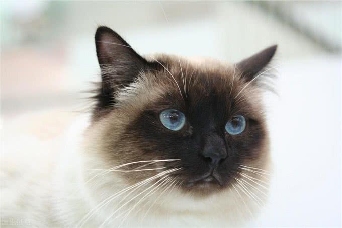 猫咪鉴赏陪伴在我们身边的小精灵—泰国暹罗猫
