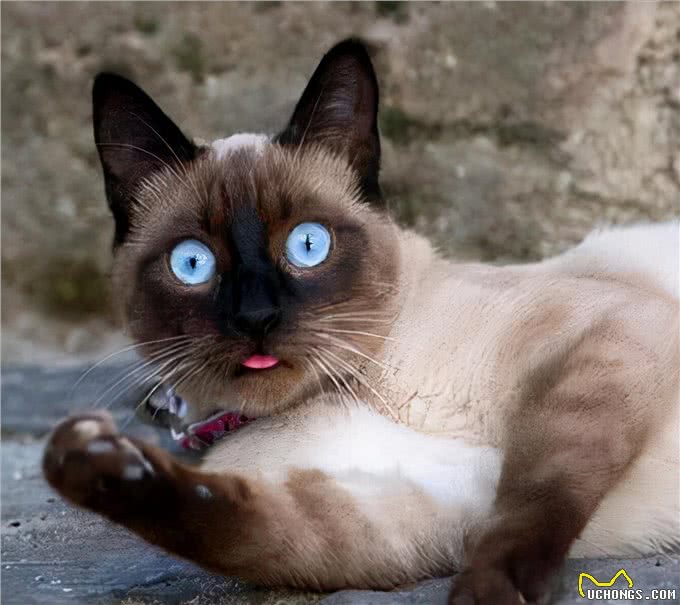 猫咪鉴赏陪伴在我们身边的小精灵—泰国暹罗猫