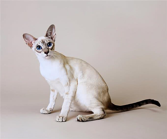 猫咪鉴赏陪伴在我们身边的小精灵—泰国暹罗猫
