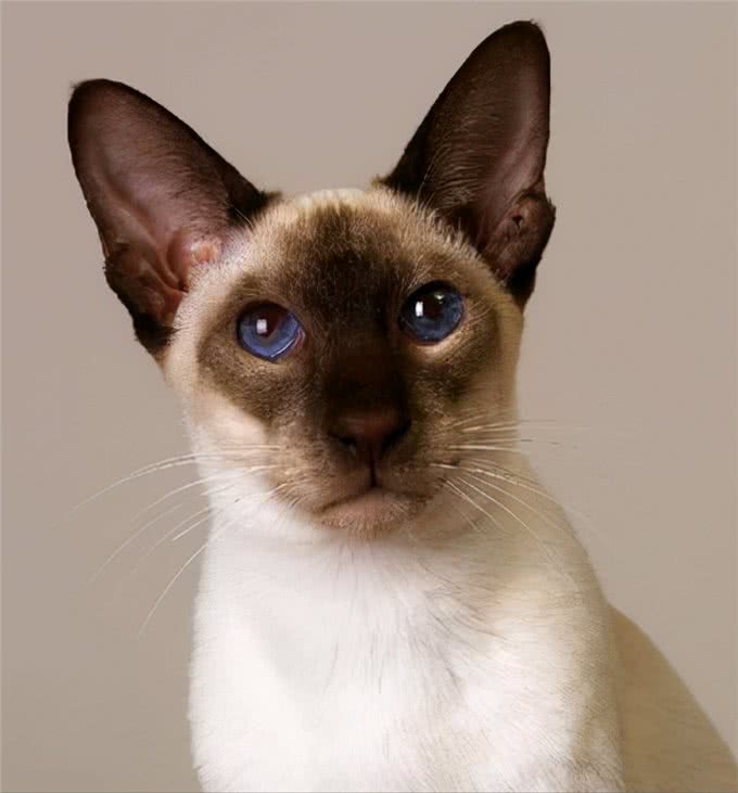 猫咪鉴赏陪伴在我们身边的小精灵—泰国暹罗猫
