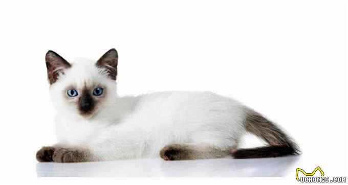 猫咪鉴赏陪伴在我们身边的小精灵—泰国暹罗猫