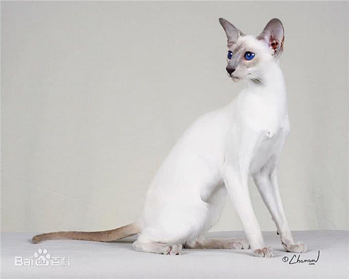 猫咪鉴赏陪伴在我们身边的小精灵—泰国暹罗猫
