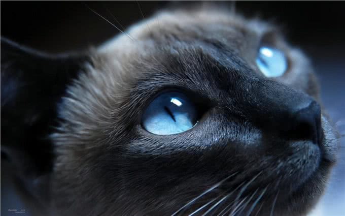猫咪鉴赏陪伴在我们身边的小精灵—泰国暹罗猫