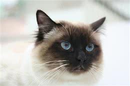 猫咪鉴赏陪伴在我们身边的小精灵—泰国暹罗猫