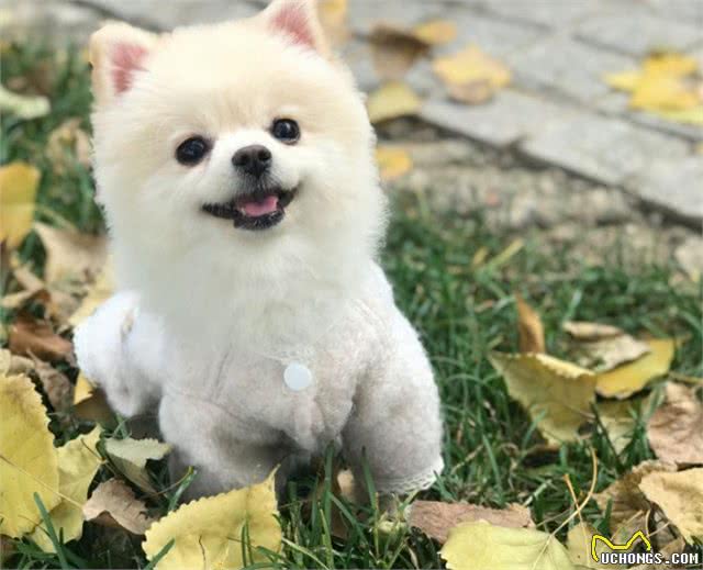 博美很难养，但这几个优点，让人为它痴为它狂