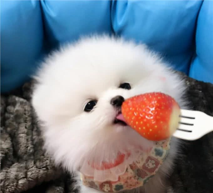 博美很难养，但这几个优点，让人为它痴为它狂