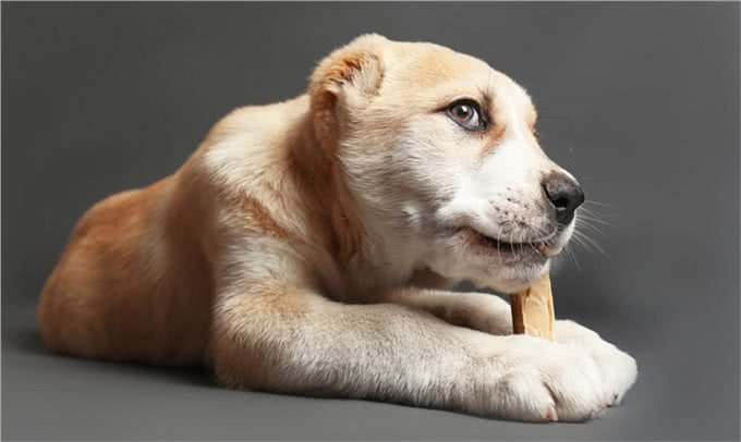 辟谣：狗狗可以吃骨头，各种骨头?别逗了，不可以!