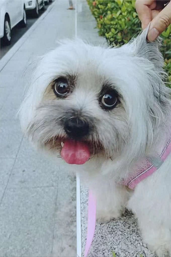 养狗狗麻烦吗?本人养西施犬的经验