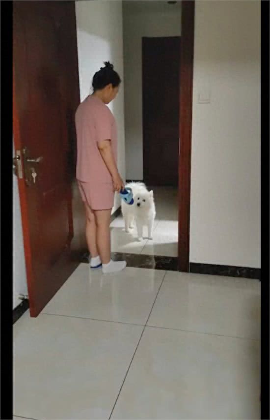 妈妈拿拖鞋教育狗狗，它不服气还抬起头眼神顶撞:你敢碰我试试?
