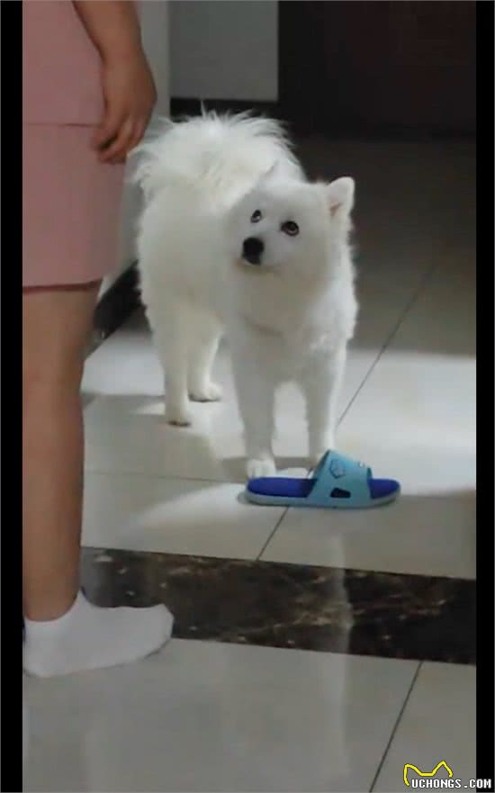 妈妈拿拖鞋教育狗狗，它不服气还抬起头眼神顶撞:你敢碰我试试?