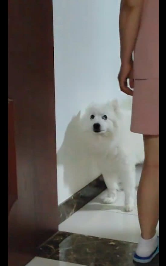 妈妈拿拖鞋教育狗狗，它不服气还抬起头眼神顶撞:你敢碰我试试?