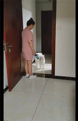 妈妈拿拖鞋教育狗狗，它不服气还抬起头眼神顶撞:你敢碰我试试?