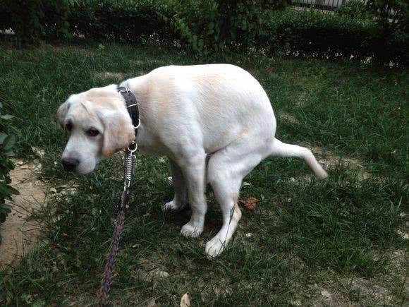 狗狗总是对屎情有独钟怎么办?