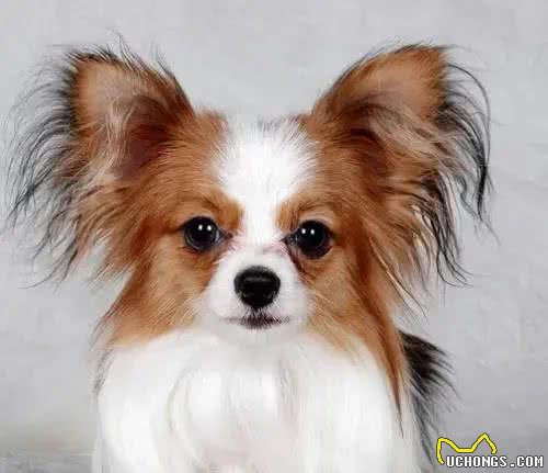 向往优宠告诉您，如何训练蝴蝶犬幼犬大小便?怎样驯狗