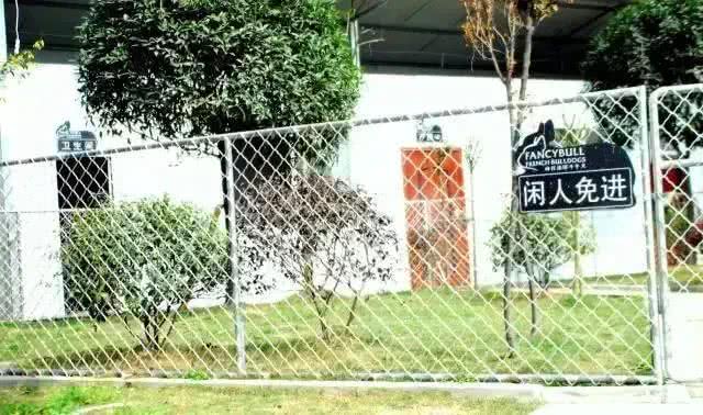 向往优宠告诉您，如何训练蝴蝶犬幼犬大小便?怎样驯狗
