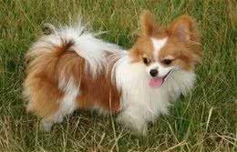 向往优宠告诉您，如何训练蝴蝶犬幼犬大小便?怎样驯狗