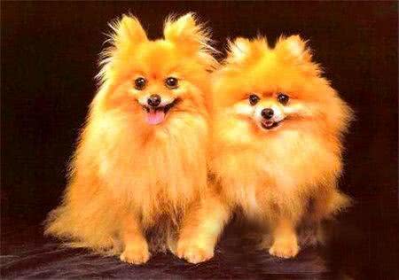 健康且开朗,有个性,活力充沛—博美犬