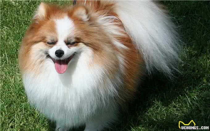 健康且开朗,有个性,活力充沛—博美犬