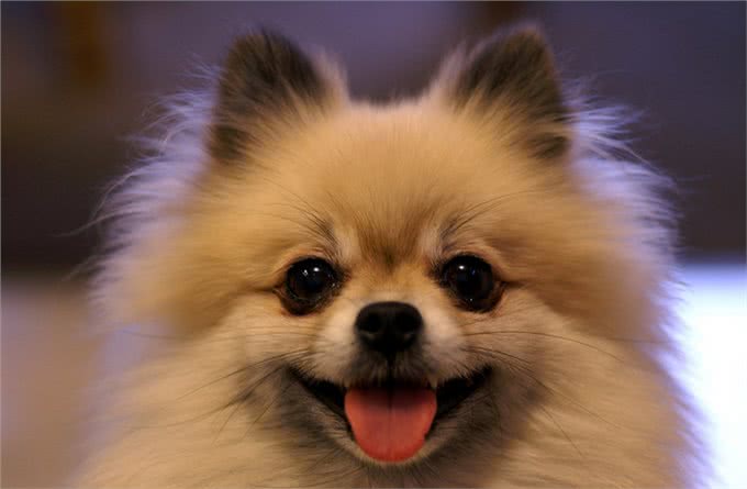 健康且开朗,有个性,活力充沛—博美犬