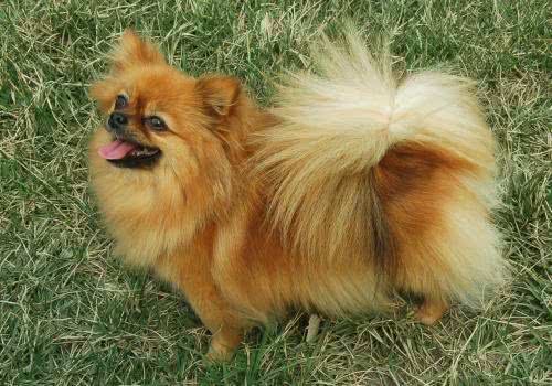 健康且开朗,有个性,活力充沛—博美犬