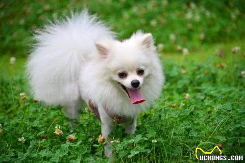 健康且开朗,有个性,活力充沛—博美犬