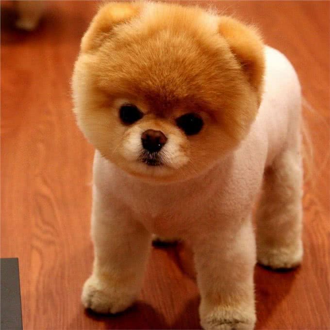 健康且开朗，有个性，活力充沛—博美犬