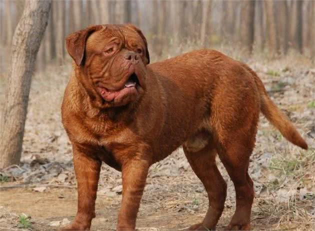 四种适合家样的大型犬，每一种看着都很凶猛，养的人都是胆子大的