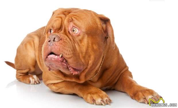 四种适合家样的大型犬，每一种看着都很凶猛，养的人都是胆子大的